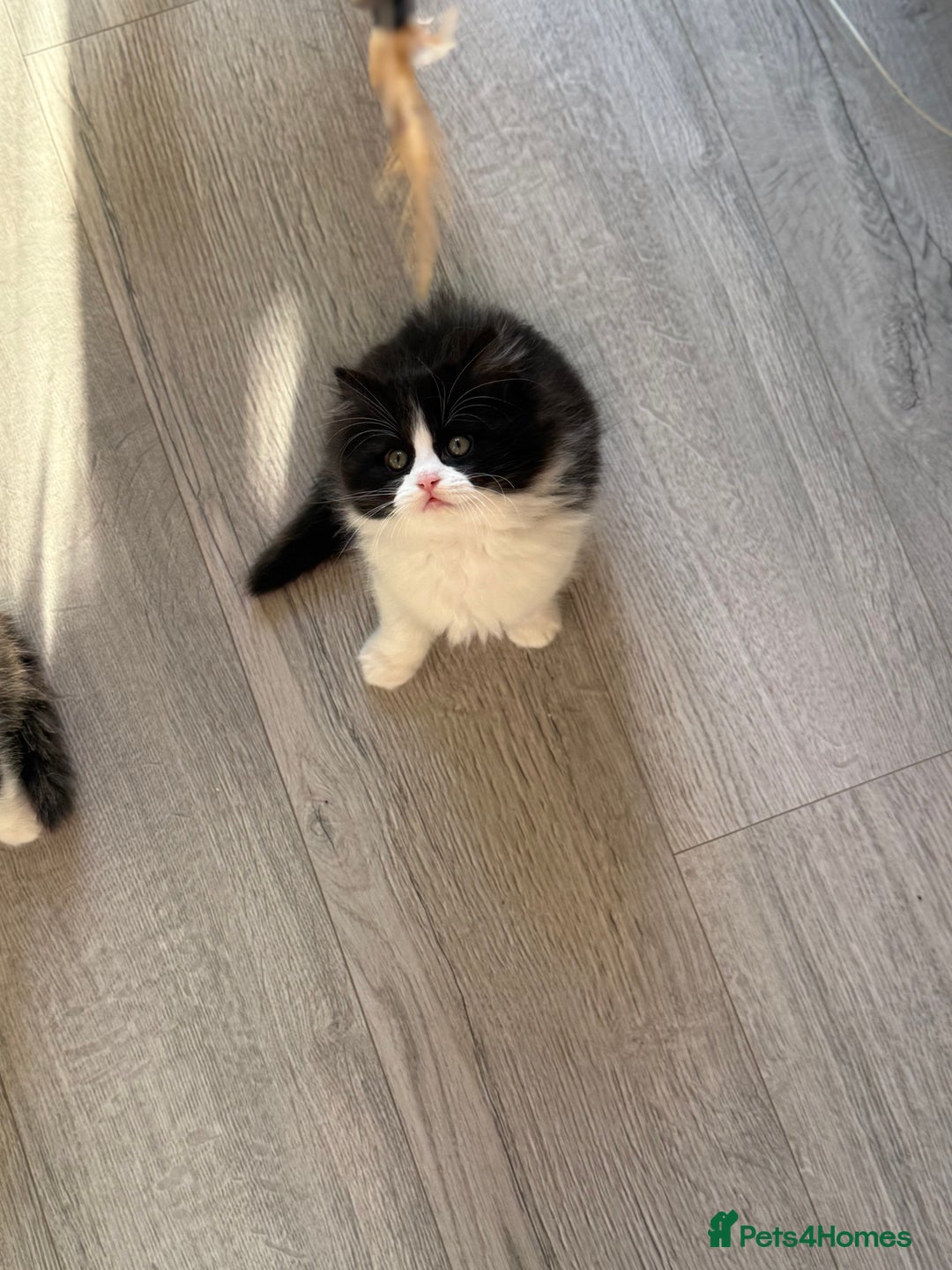 Persian cats for sale: Persian  - Advert 4