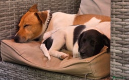Jack Russell dogs for sale: Jack Russell Terrier  in Epping - Image 24