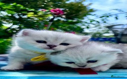 British Shorthair cats for sale: READY NOW ‼️🏆CHAMPIONS Bloodline BSH GCCF. - Image 17