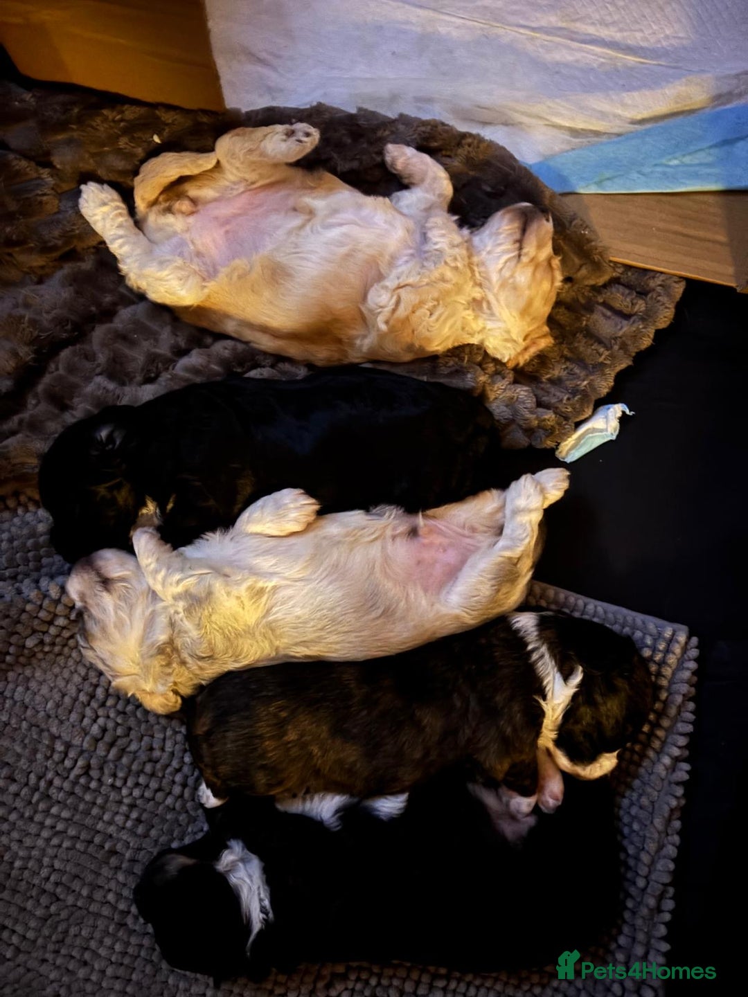 Mixed Breed dogs for sale: Beautiful puppies - Image 9