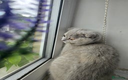 British Shorthair cats for sale: LAST ONE Teddy Bristish Short kittens - Image 7