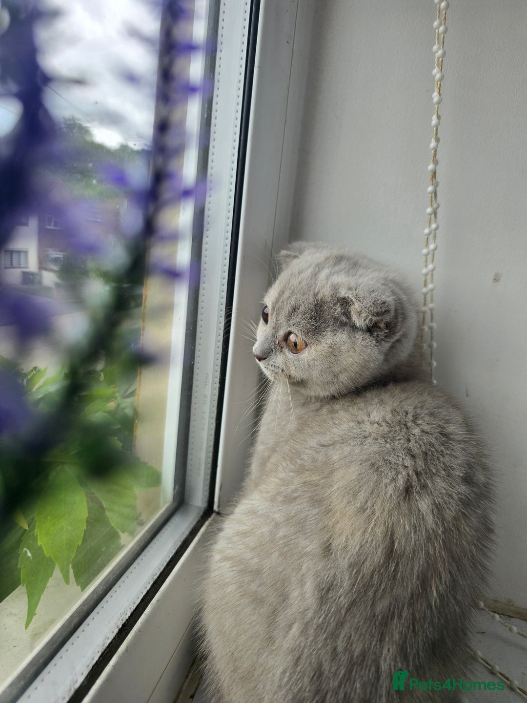British Shorthair cats for sale: LAST ONE Teddy Bristish Short kittens - Image 7