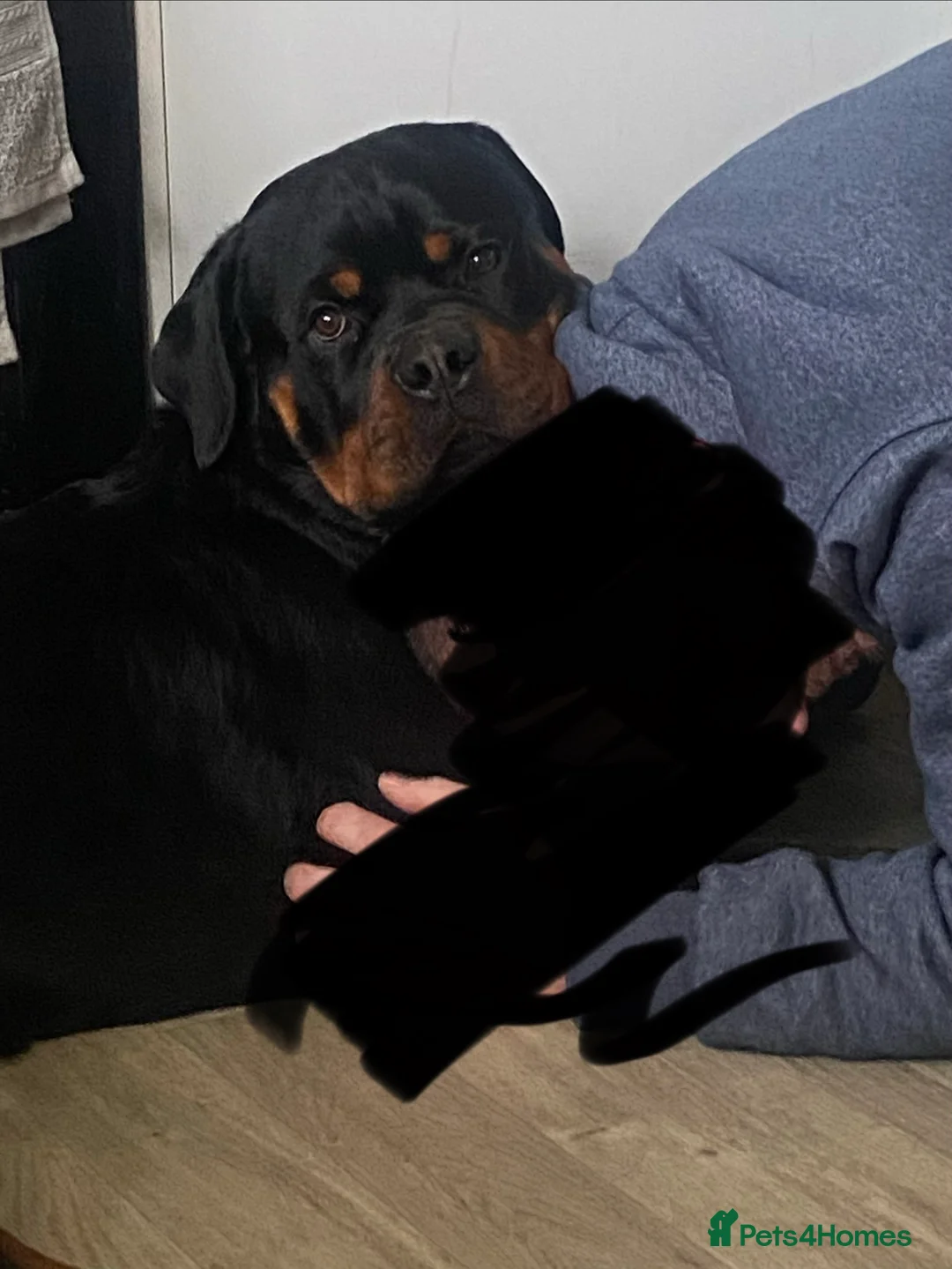Rottweiler dogs for sale: 11 month old male rotweiller - Advert 5