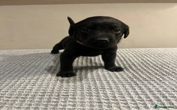 Labrador Retriever dogs for sale: Kc registered working labradors  - Image 2