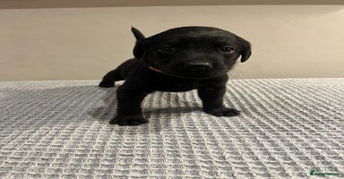 Labrador Retriever dogs - Advert 9