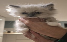 Ragdoll cats for sale: 5 Beautiful Ragdoll Kittens  - Image 12