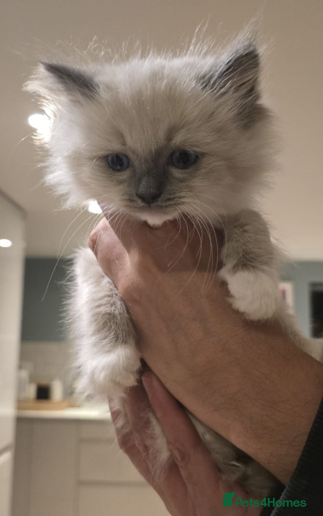 Ragdoll cats for sale: 5 Beautiful Ragdoll Kittens  - Image 12