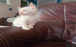 Mixed Breed cats for sale: Two ginger boys and one Flame point - Image 3