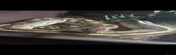 Python Snake reptiles for sale: Ball python - Advert 2