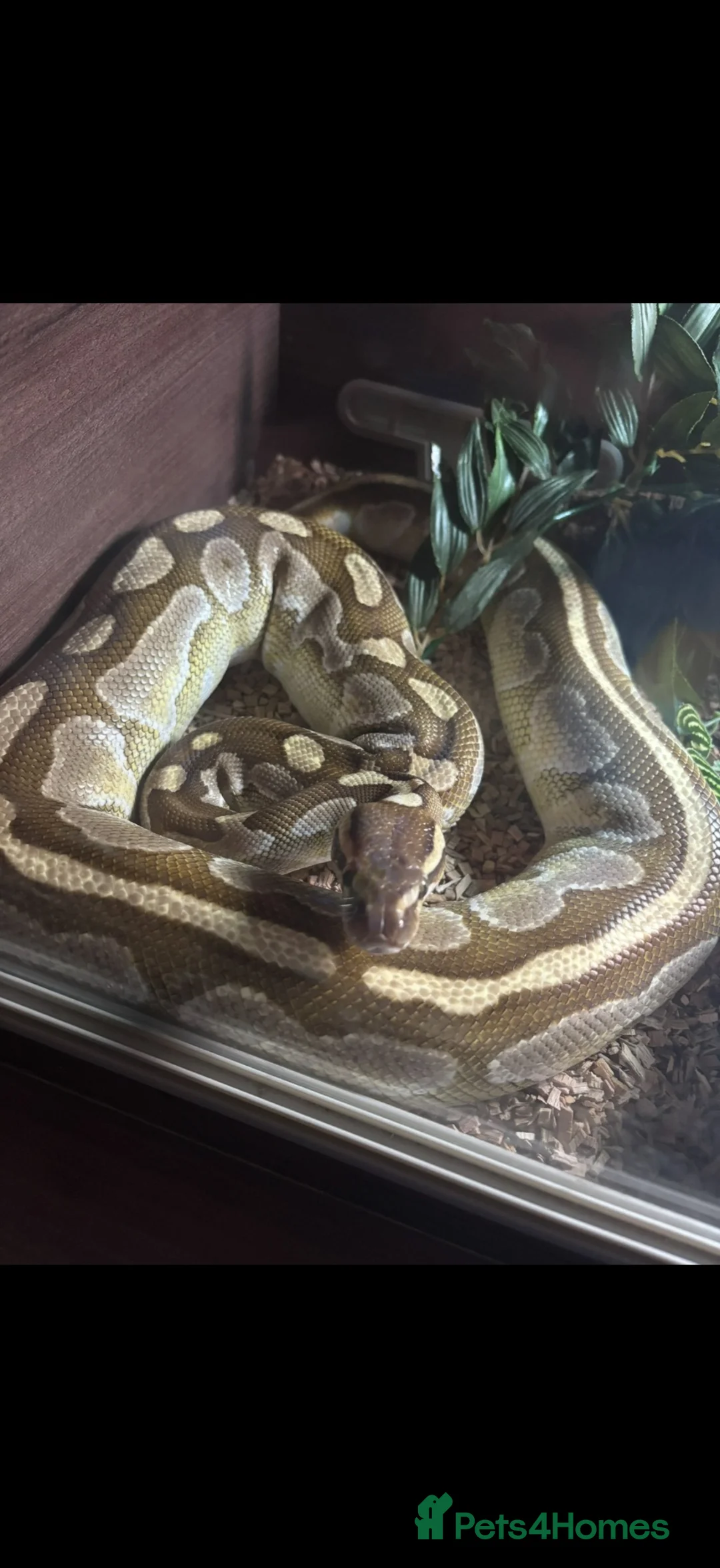 Python Snake reptiles for sale: Ball python - Advert 2