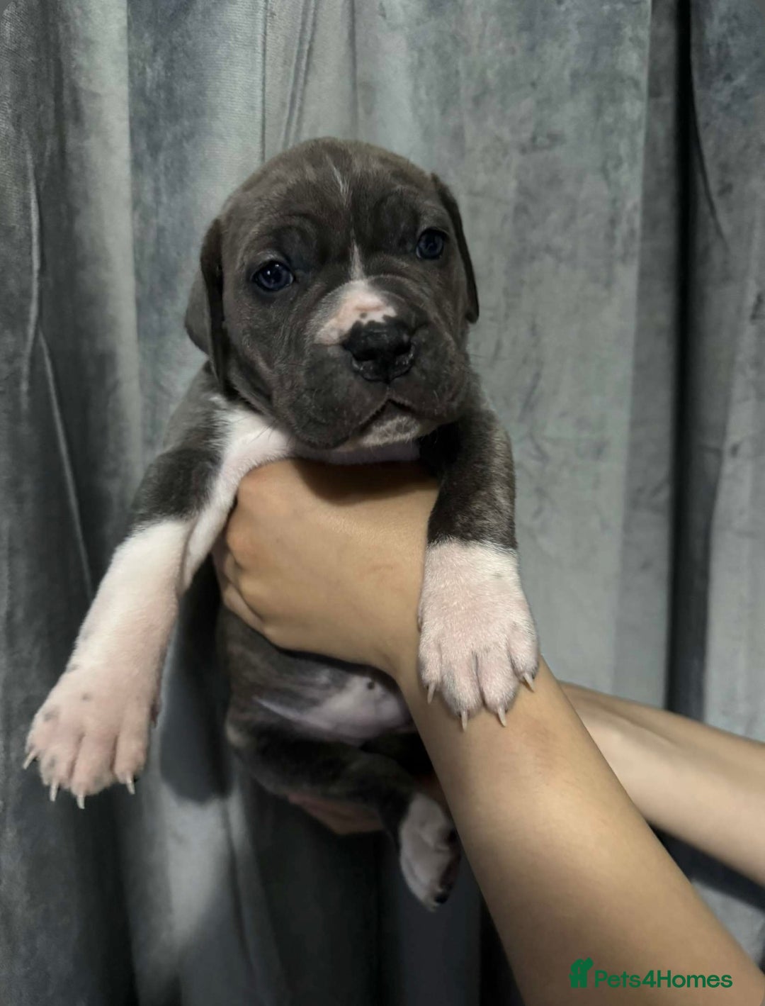 Mixed Breed dogs for sale: Cane Corso x Great Dane pups !! 7 available !! - Image 13