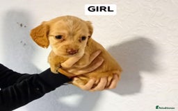 Cocker Spaniel dogs for sale: 7 cocker spaniel puppies - Advert 2
