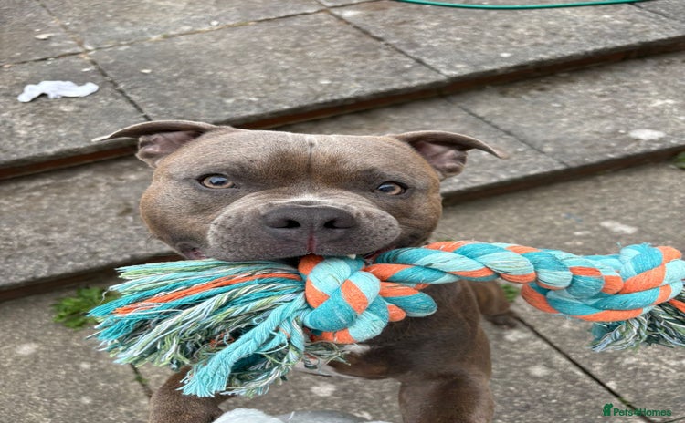 Staffordshire Bull Terrier dogs - Advert 1