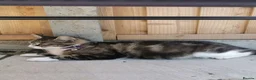 Mixed Breed cats for sale: Lovely Kittens  - Advert 7