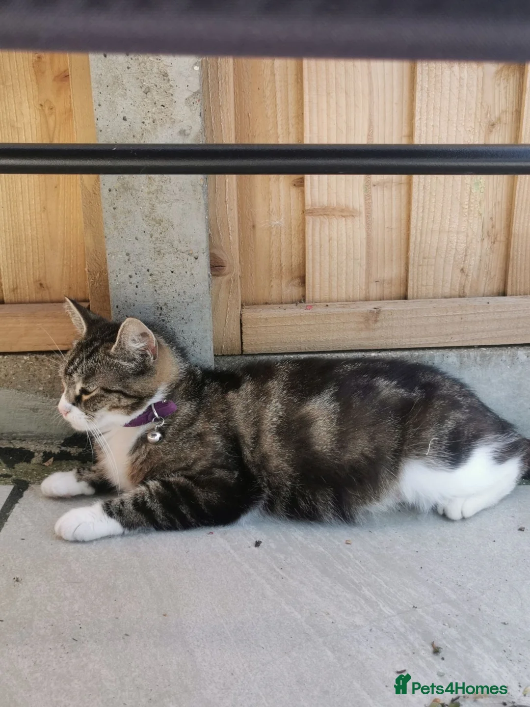 Mixed Breed cats for sale: Lovely Kittens  - Advert 7