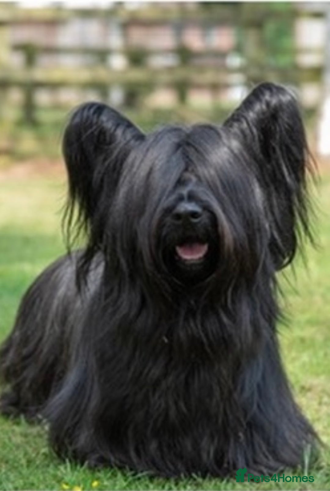 Pet Skye Terrier Weight Skye Terrier Puppies (Vulnerable Native