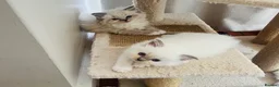 Ragdoll cats for sale: GCCF Reg 💕 Beautiful Ragdoll Kittens ChampionL 💕 - Advert 13
