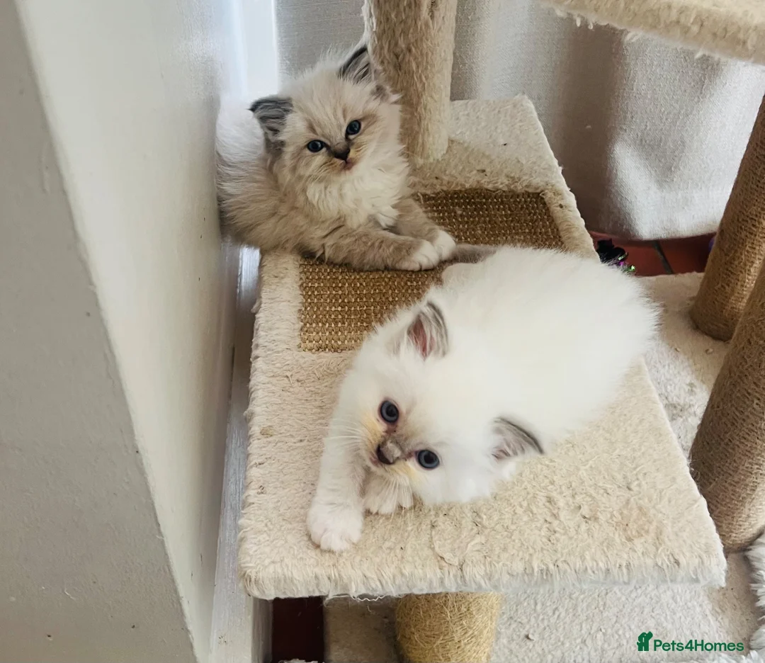 Ragdoll cats for sale: GCCF Reg 💕 Beautiful Ragdoll Kittens ChampionL 💕 - Advert 13