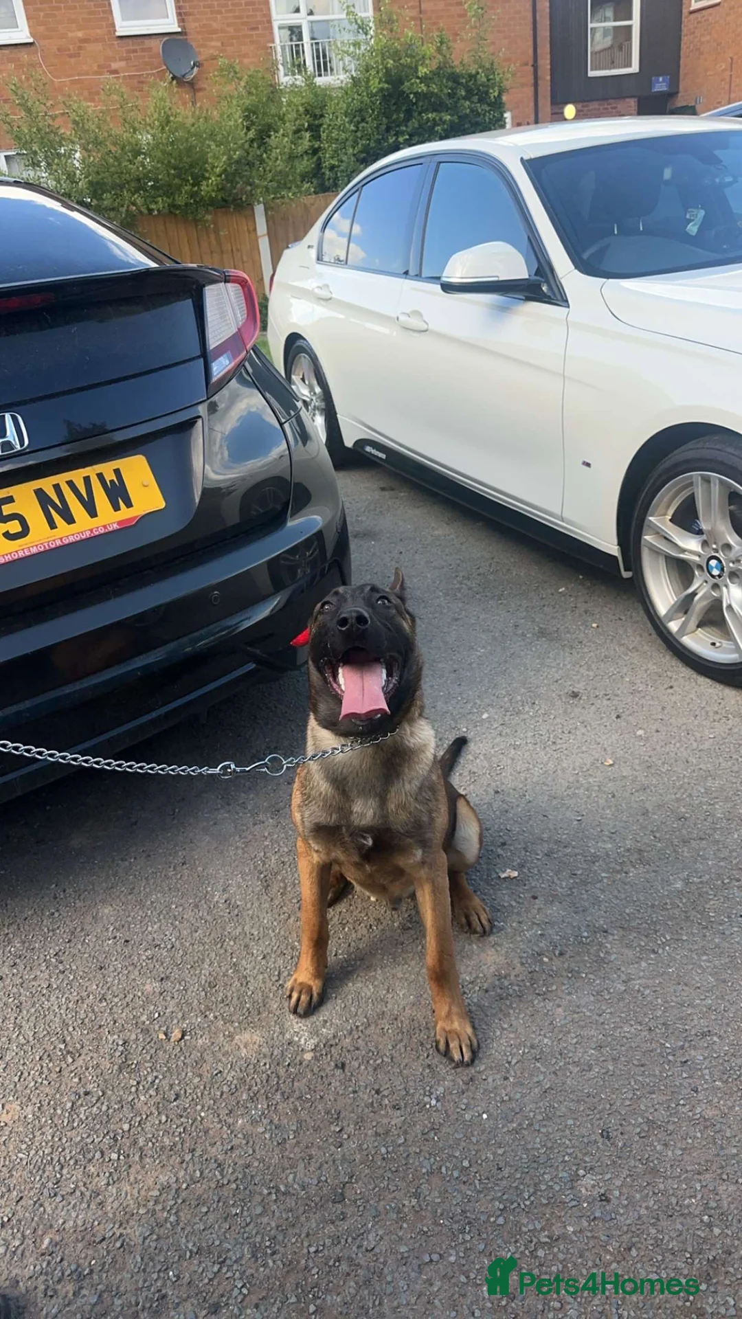 Belgian Shepherd Dog dogs for sale: Male Belgian malinois  - Advert 1