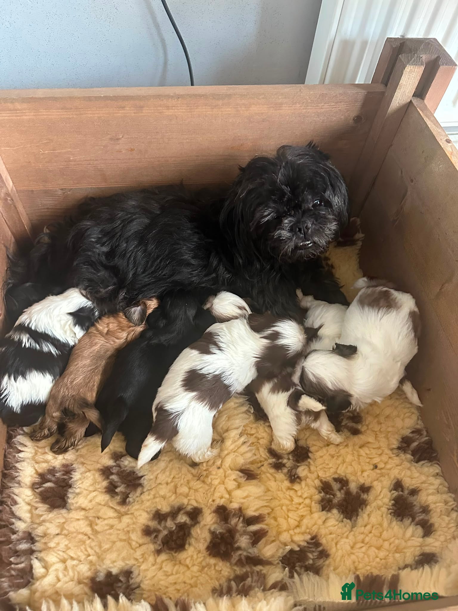 Shih Tzu dogs Imperial Shih Tzu Pups For Sale - Advert 19