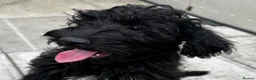 Schnoodle dogs for sale: ⭐️⭐️Ready Now - Miniature F1 Schnoodles ⭐️⭐️ - Advert 7
