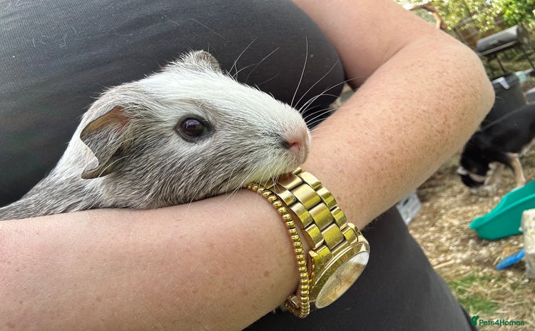 Guinea Pig rodents - Advert 4