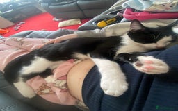 Mixed Breed cats for sale: 2 bonded males needs a home asap - Image 12