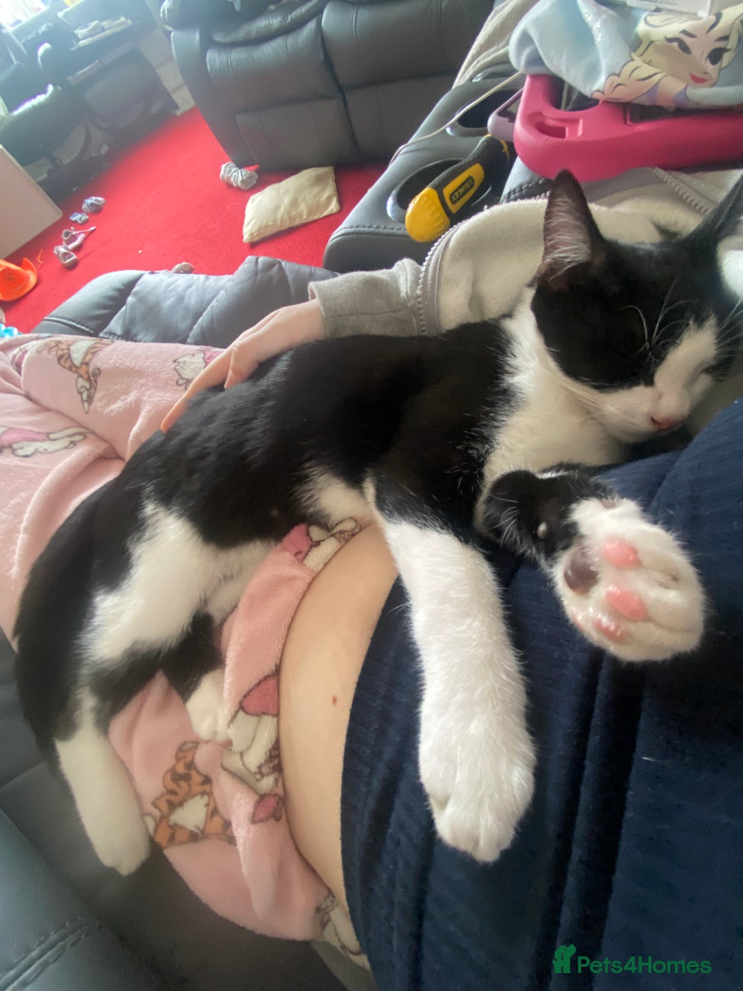 Mixed Breed cats for sale: 2 bonded males needs a home asap - Image 12