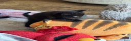 British Shorthair cats for sale: 5 beautiful black kittens - Advert 5