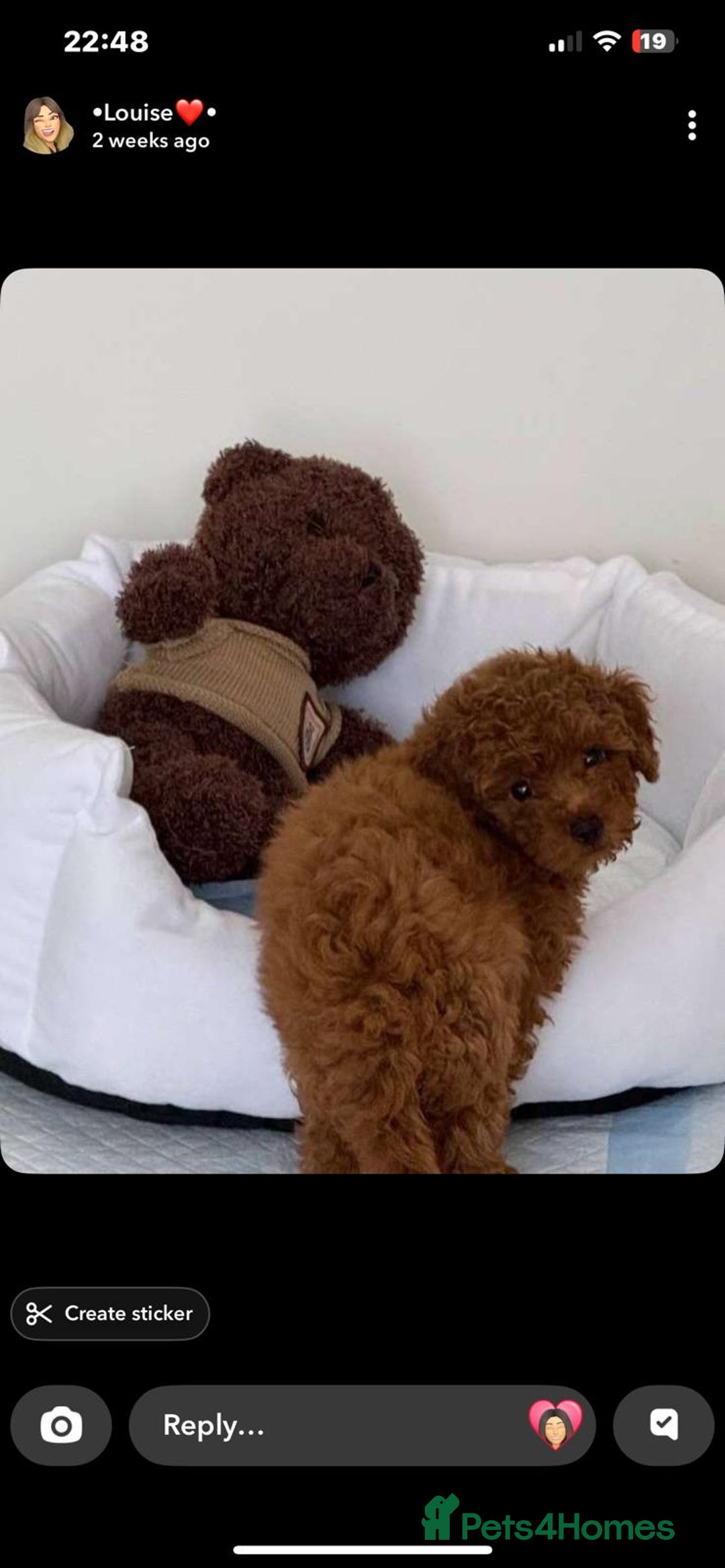 Toy Poodle dogs for sale: Beautiful Red Toy Poodle puppies  - Image 3