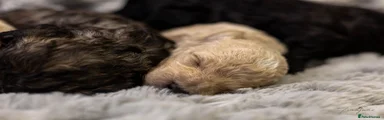 Mini Goldendoodle - champain