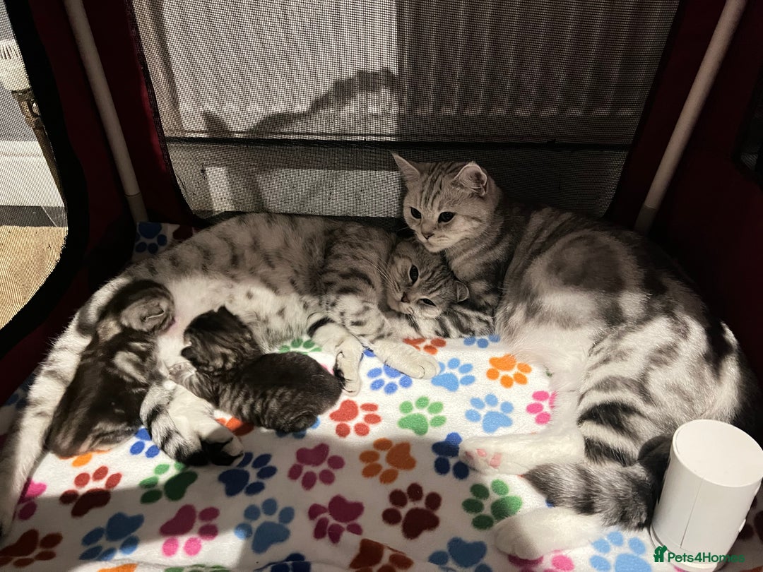 British Shorthair cats for sale: Kittens bsh blh - Advert 3
