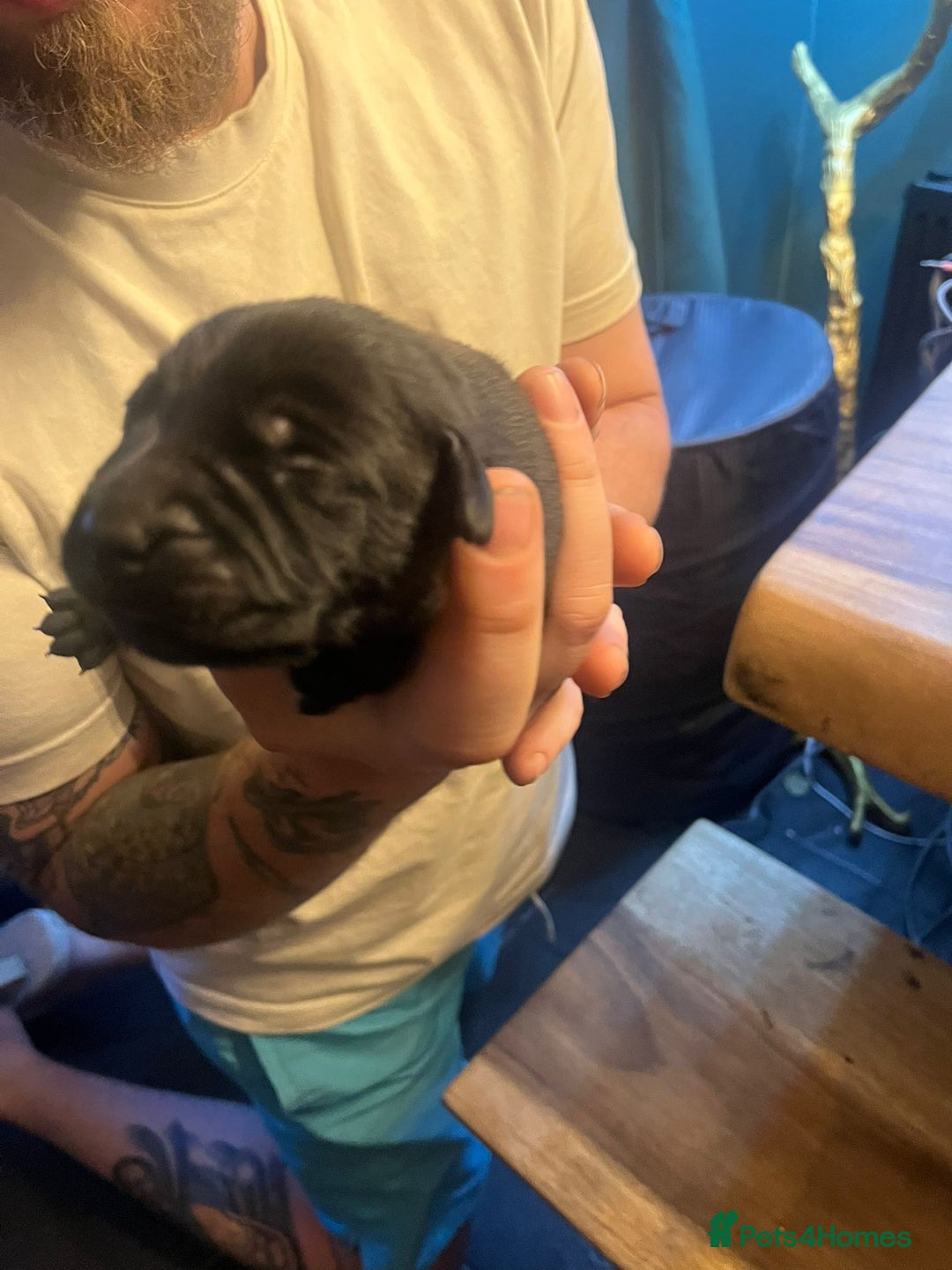 Mixed Breed dogs for sale: Blue staff x Black labrador puppies  - Advert 8