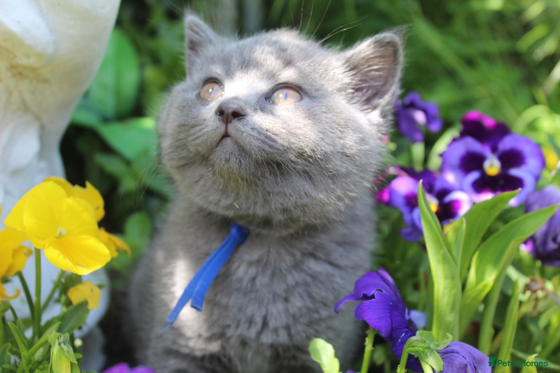 British Shorthair cats GCCF British short hair boy  - Advert 1