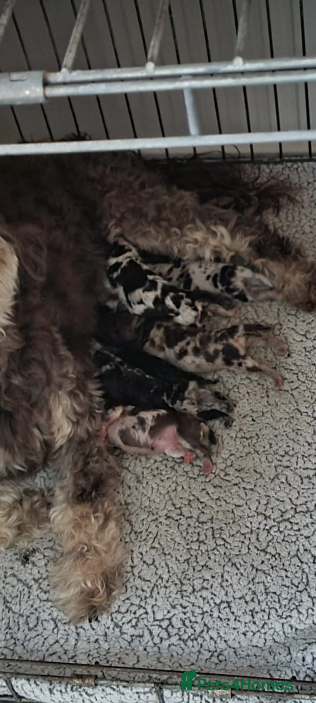 Miniature Poodle dogs for stud: Miniature poodle blue merle for stud in Bradford - Advert 5