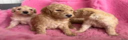 Goldendoodle dogs for sale: Beautiful Goldendoodles - Advert 25