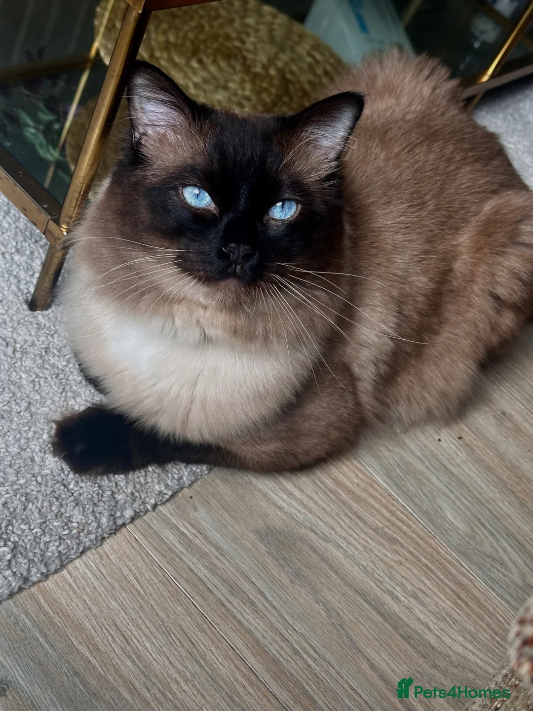 Ragdoll cats for stud: Beautiful Ragdoll Stud  - Advert 1