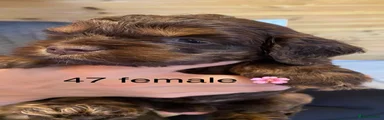 Cockapoo 6