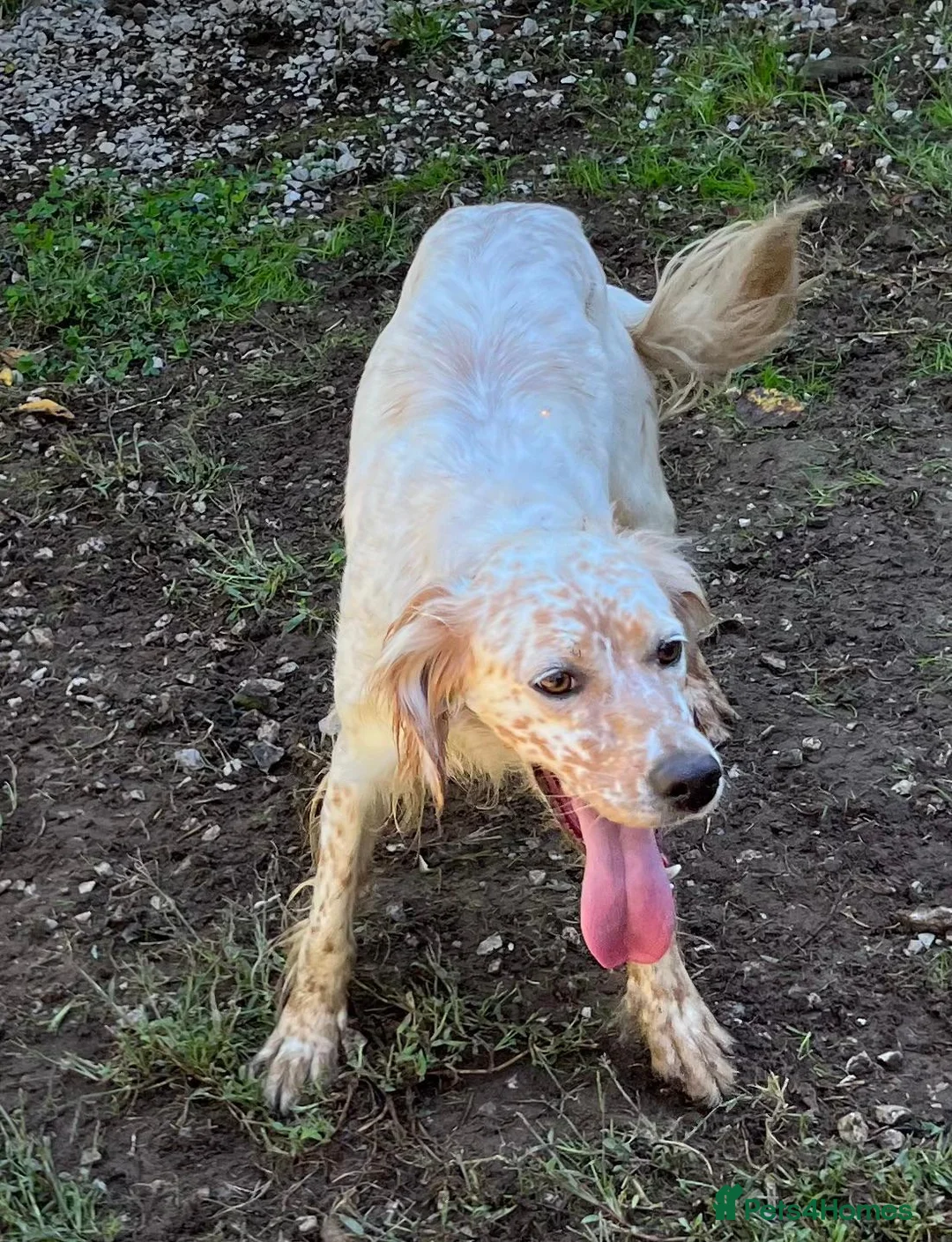 English Setter dogs for adoption: Sua   in Newcastle upon Tyne - Advert 9