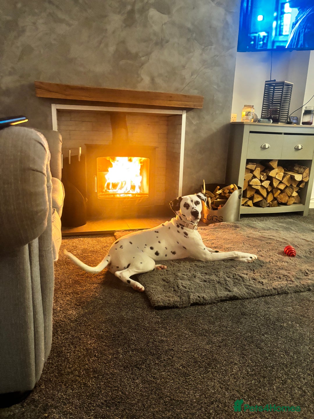 Dalmatian dogs for sale: Gorgeous Dalmatian girl  - Image 1