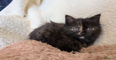 Maine Coon cats - Advert 1