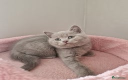British Shorthair cats for sale: 8 Pedigree British Shorthair Kittens Blue Lilac  - Image 17