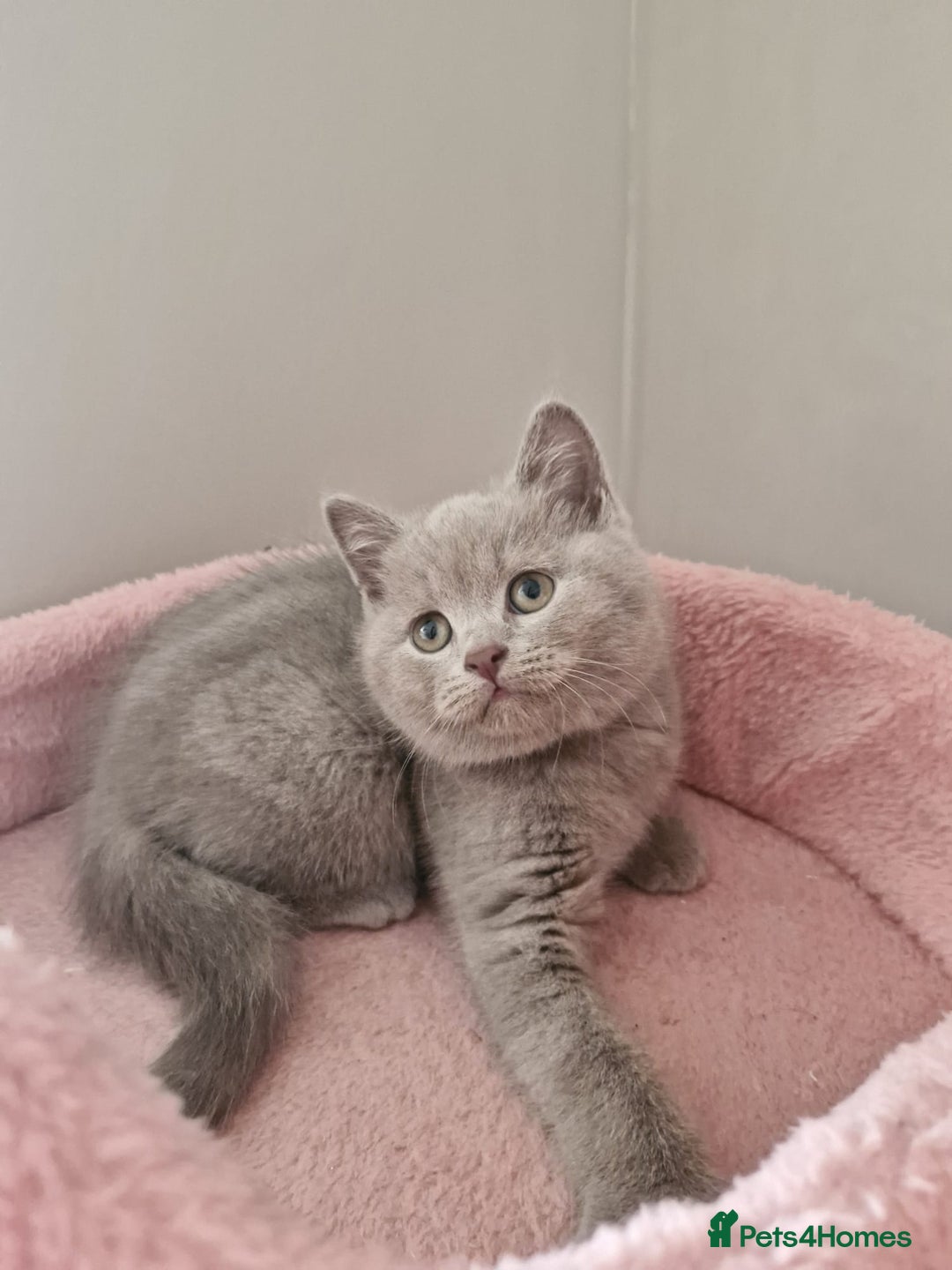 British Shorthair cats for sale: 8 Pedigree British Shorthair Kittens Blue Lilac  - Image 17