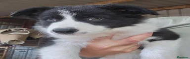 Border Collie 2
