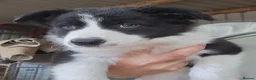 Border Collie dogs for sale: READY NOW! Working Border Collie Pups! in Bristol - Advert 2