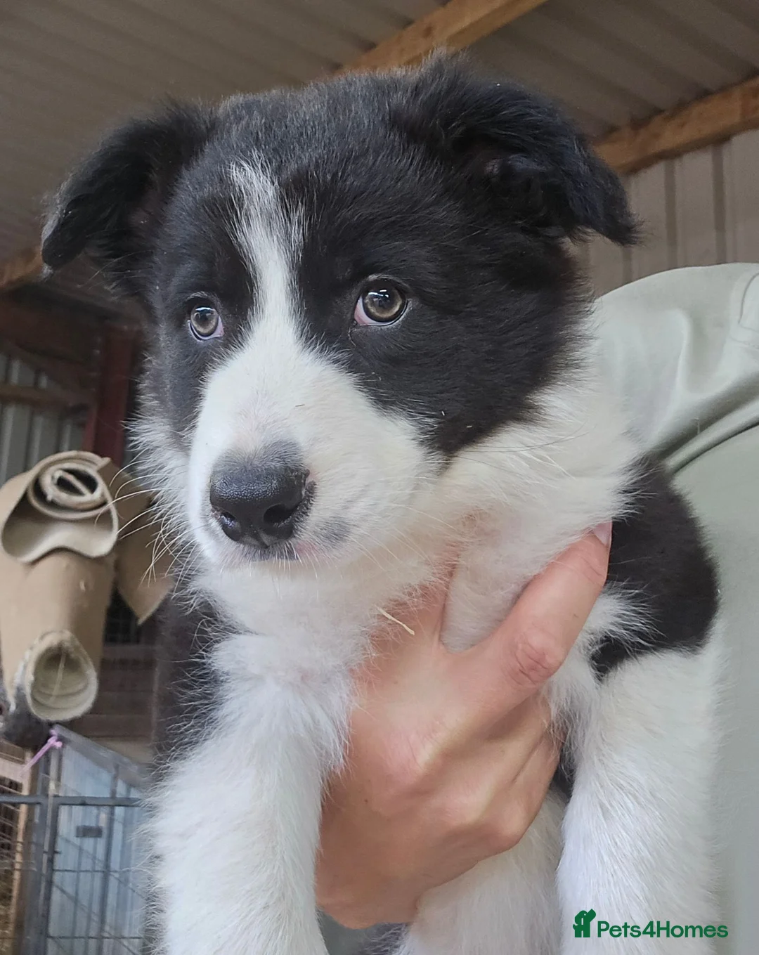 Border Collie dogs for sale: READY NOW! Working Border Collie Pups! in Bristol - Advert 2