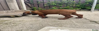 Bavarian Mountain Hound 3