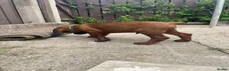Bavarian Mountain Hound dogs for sale: Bavarian mountain scent hound male puppy’s  - Advert 3