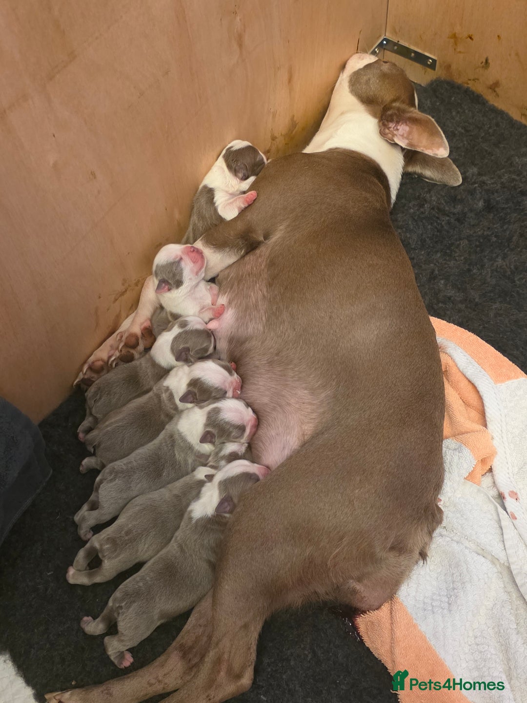 Boston Terrier dogs for sale: Beautiful Blue Bostons  - Image 2