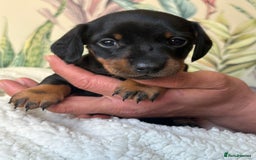 Miniature Dachshund dogs for sale: 3 boys and 1 girl  - Image 4